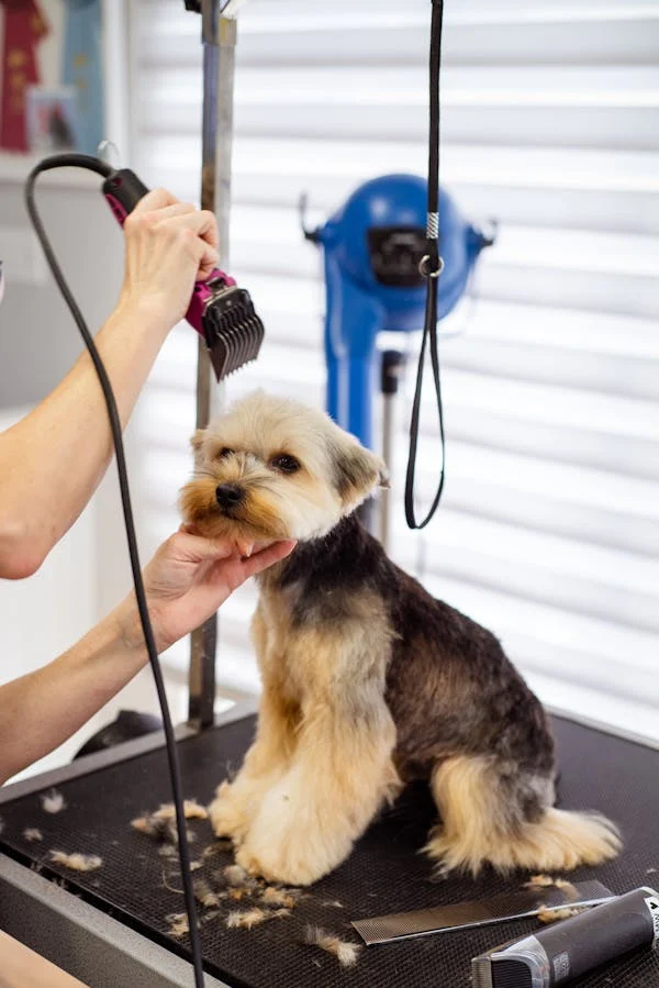 Pet Grooming in Dubai: A Comprehensive Guide